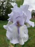 Iris Lavender Icicle